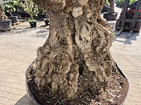 Olijfboom bonsai xl - olea europaea - 250 jaar oud - hoogte ca. 300cm - afbeelding 5 van  8