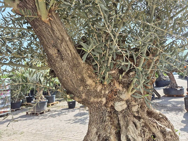 Olijfboom bonsai xl - olea europaea - 250 jaar oud - hoogte ca. 300cm - afbeelding 6 van  8
