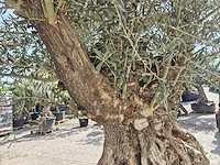 Olijfboom bonsai xl - olea europaea - 250 jaar oud - hoogte ca. 300cm - afbeelding 6 van  8