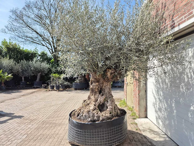 Olijfboom bonsai xl - olea europaea - 250 jaar oud - hoogte ca. 300cm - afbeelding 7 van  8