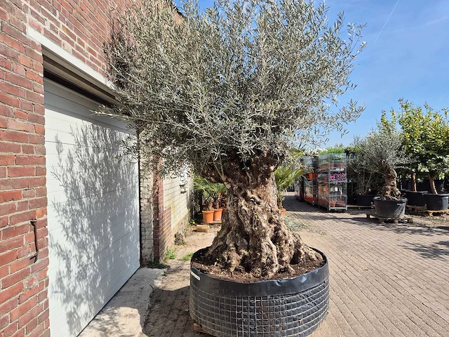 Olijfboom bonsai xl - olea europaea - 250 jaar oud - hoogte ca. 300cm - afbeelding 8 van  8
