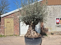 Olijfboom bonsai xl - olea europaea - 250 jaar oud - hoogte ca. 300cm - afbeelding 1 van  8