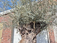 Olijfboom bonsai xl - olea europaea - 250 jaar oud - hoogte ca. 300cm - afbeelding 3 van  8