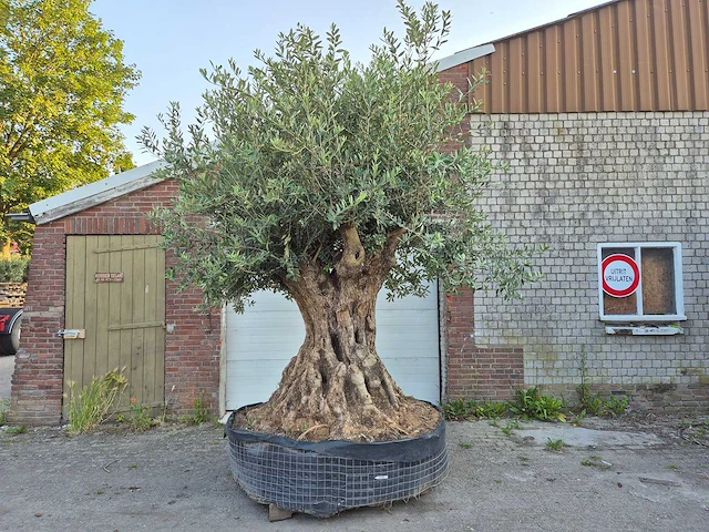 Olijfboom bonsai xl - olea europaea - 250 jaar oud - hoogte ca. 350 cm - afbeelding 1 van  9