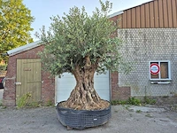Olijfboom bonsai xl - olea europaea - 250 jaar oud - hoogte ca. 350 cm