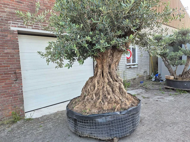 Olijfboom bonsai xl - olea europaea - 250 jaar oud - hoogte ca. 350 cm - afbeelding 2 van  9