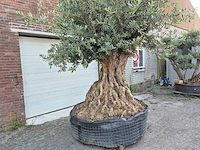 Olijfboom bonsai xl - olea europaea - 250 jaar oud - hoogte ca. 350 cm - afbeelding 2 van  9