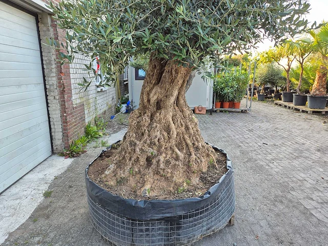 Olijfboom bonsai xl - olea europaea - 250 jaar oud - hoogte ca. 350 cm - afbeelding 3 van  9