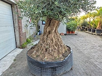 Olijfboom bonsai xl - olea europaea - 250 jaar oud - hoogte ca. 350 cm - afbeelding 3 van  9