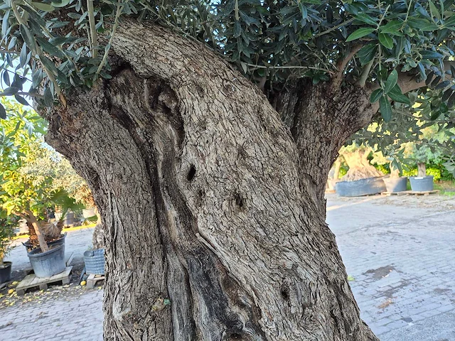 Olijfboom bonsai xl - olea europaea - 250 jaar oud - hoogte ca. 350 cm - afbeelding 4 van  9