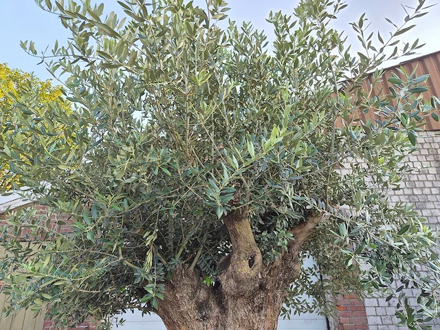 Olijfboom bonsai xl - olea europaea - 250 jaar oud - hoogte ca. 350 cm - afbeelding 5 van  9