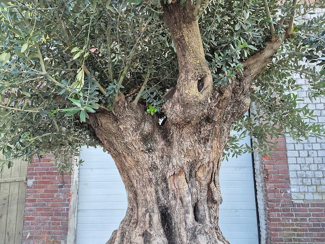 Olijfboom bonsai xl - olea europaea - 250 jaar oud - hoogte ca. 350 cm - afbeelding 6 van  9