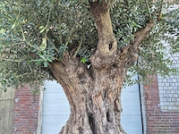 Olijfboom bonsai xl - olea europaea - 250 jaar oud - hoogte ca. 350 cm - afbeelding 6 van  9