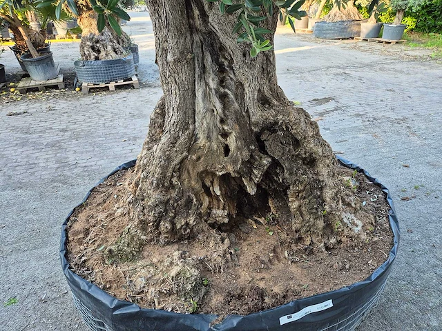 Olijfboom bonsai xl - olea europaea - 250 jaar oud - hoogte ca. 350 cm - afbeelding 7 van  9