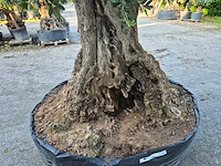 Olijfboom bonsai xl - olea europaea - 250 jaar oud - hoogte ca. 350 cm - afbeelding 7 van  9
