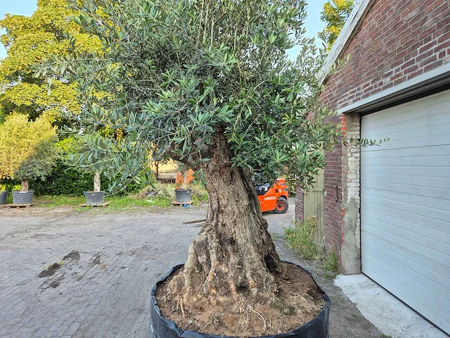 Olijfboom bonsai xl - olea europaea - 250 jaar oud - hoogte ca. 350 cm - afbeelding 8 van  9