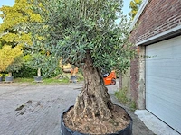 Olijfboom bonsai xl - olea europaea - 250 jaar oud - hoogte ca. 350 cm - afbeelding 8 van  9