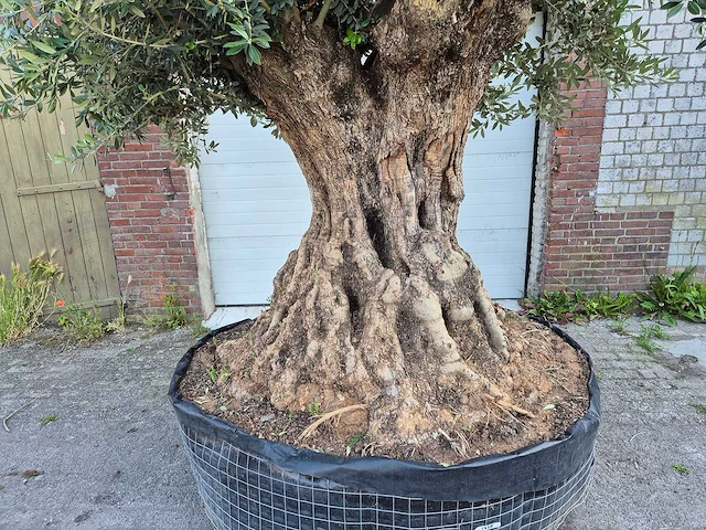 Olijfboom bonsai xl - olea europaea - 250 jaar oud - hoogte ca. 350 cm - afbeelding 9 van  9