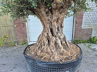 Olijfboom bonsai xl - olea europaea - 250 jaar oud - hoogte ca. 350 cm - afbeelding 9 van  9