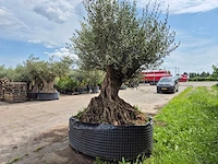 Olijfboom bonsai xl - olea europaea - 250 jaar oud - hoogte ca. 350 cm - afbeelding 9 van  12