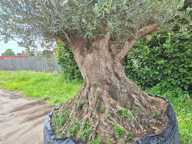 Olijfboom bonsai xl - olea europaea - 250 jaar oud - hoogte ca. 350 cm - afbeelding 10 van  12