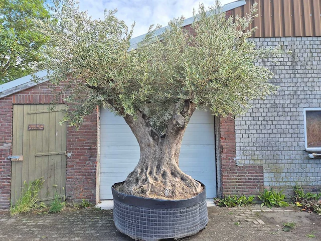 Olijfboom bonsai xl - olea europaea - 250 jaar oud - hoogte ca. 350 cm - afbeelding 1 van  9