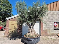 Olijfboom bonsai xl - olea europaea - 250 jaar oud - hoogte ca. 350 cm