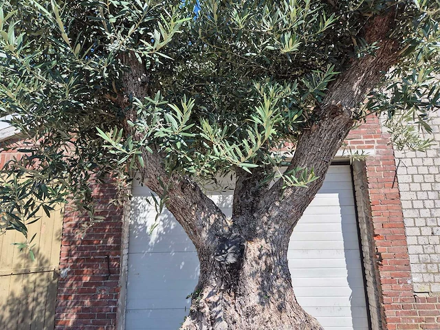 Olijfboom bonsai xl - olea europaea - 250 jaar oud - hoogte ca. 350 cm - afbeelding 2 van  8