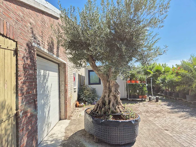 Olijfboom bonsai xl - olea europaea - 250 jaar oud - hoogte ca. 350 cm - afbeelding 3 van  8