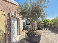 Olijfboom bonsai xl - olea europaea - 250 jaar oud - hoogte ca. 350 cm - afbeelding 3 van  8