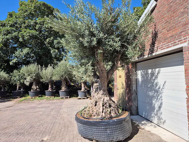 Olijfboom bonsai xl - olea europaea - 250 jaar oud - hoogte ca. 350 cm - afbeelding 4 van  8