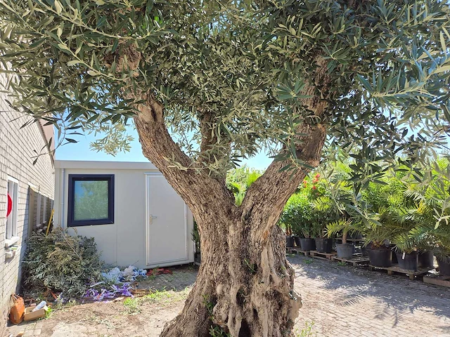 Olijfboom bonsai xl - olea europaea - 250 jaar oud - hoogte ca. 350 cm - afbeelding 5 van  8
