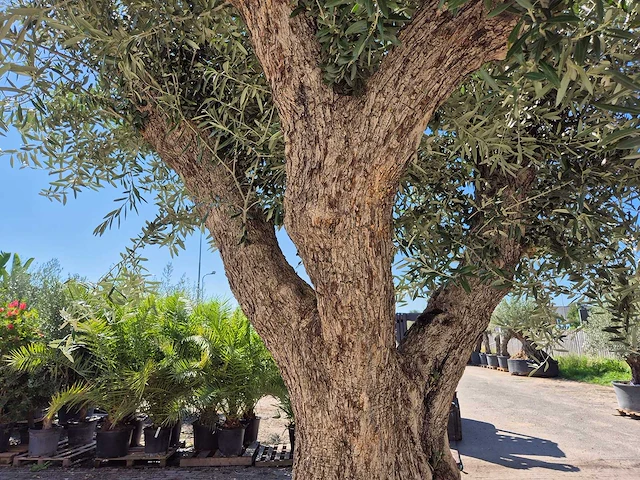 Olijfboom bonsai xl - olea europaea - 250 jaar oud - hoogte ca. 350 cm - afbeelding 6 van  8