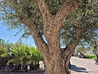 Olijfboom bonsai xl - olea europaea - 250 jaar oud - hoogte ca. 350 cm - afbeelding 6 van  8