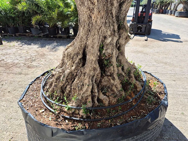 Olijfboom bonsai xl - olea europaea - 250 jaar oud - hoogte ca. 350 cm - afbeelding 7 van  8
