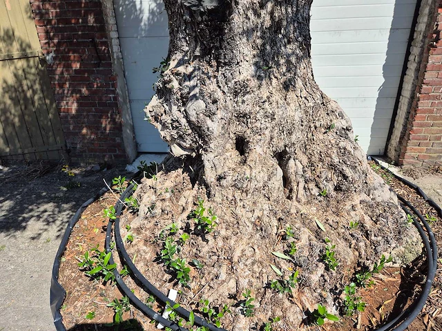 Olijfboom bonsai xl - olea europaea - 250 jaar oud - hoogte ca. 350 cm - afbeelding 8 van  8