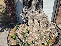 Olijfboom bonsai xl - olea europaea - 250 jaar oud - hoogte ca. 350 cm - afbeelding 8 van  8