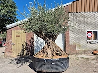 Olijfboom bonsai xl - olea europaea - 250 jaar oud - hoogte ca. 350 cm
