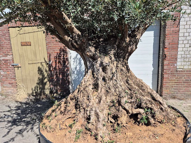 Olijfboom bonsai xl - olea europaea - 250 jaar oud - hoogte ca. 350 cm - afbeelding 2 van  7