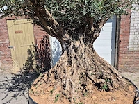 Olijfboom bonsai xl - olea europaea - 250 jaar oud - hoogte ca. 350 cm - afbeelding 2 van  7