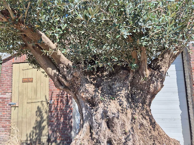 Olijfboom bonsai xl - olea europaea - 250 jaar oud - hoogte ca. 350 cm - afbeelding 3 van  7