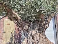 Olijfboom bonsai xl - olea europaea - 250 jaar oud - hoogte ca. 350 cm - afbeelding 3 van  7