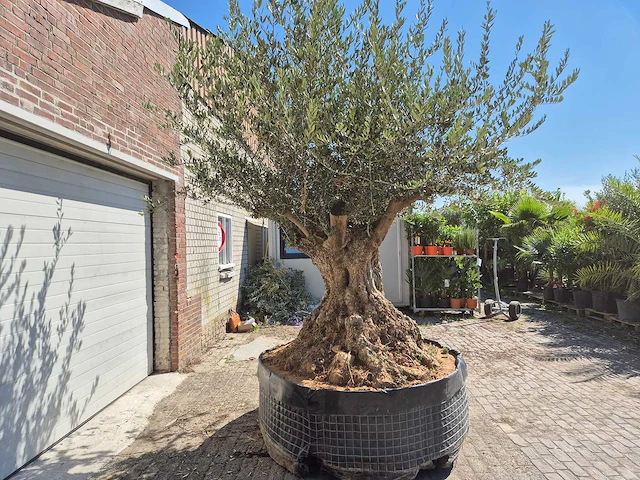 Olijfboom bonsai xl - olea europaea - 250 jaar oud - hoogte ca. 350 cm - afbeelding 4 van  7