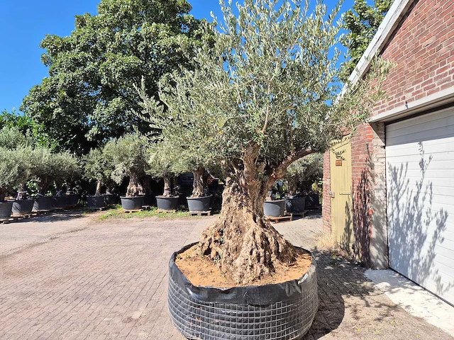 Olijfboom bonsai xl - olea europaea - 250 jaar oud - hoogte ca. 350 cm - afbeelding 5 van  7