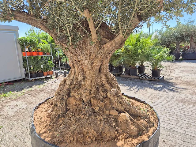 Olijfboom bonsai xl - olea europaea - 250 jaar oud - hoogte ca. 350 cm - afbeelding 6 van  7