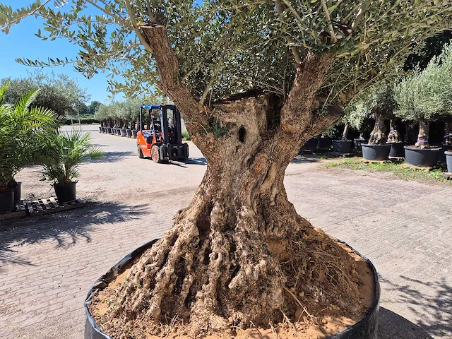 Olijfboom bonsai xl - olea europaea - 250 jaar oud - hoogte ca. 350 cm - afbeelding 7 van  7