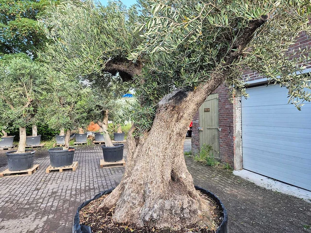 Olijfboom bonsai xl - olea europaea - 250 jaar oud - hoogte ca. 350 cm - afbeelding 2 van  9