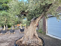 Olijfboom bonsai xl - olea europaea - 250 jaar oud - hoogte ca. 350 cm - afbeelding 2 van  9