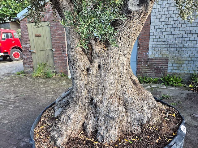 Olijfboom bonsai xl - olea europaea - 250 jaar oud - hoogte ca. 350 cm - afbeelding 3 van  9