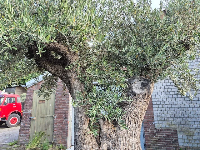 Olijfboom bonsai xl - olea europaea - 250 jaar oud - hoogte ca. 350 cm - afbeelding 4 van  9